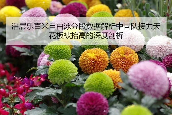 潘展乐百米自由泳分段数据解析中国队接力天花板被抬高的深度剖析