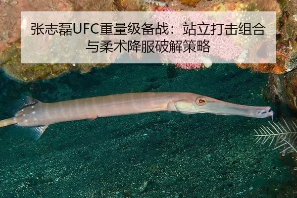 张志磊UFC重量级备战：站立打击组合与柔术降服破解策略